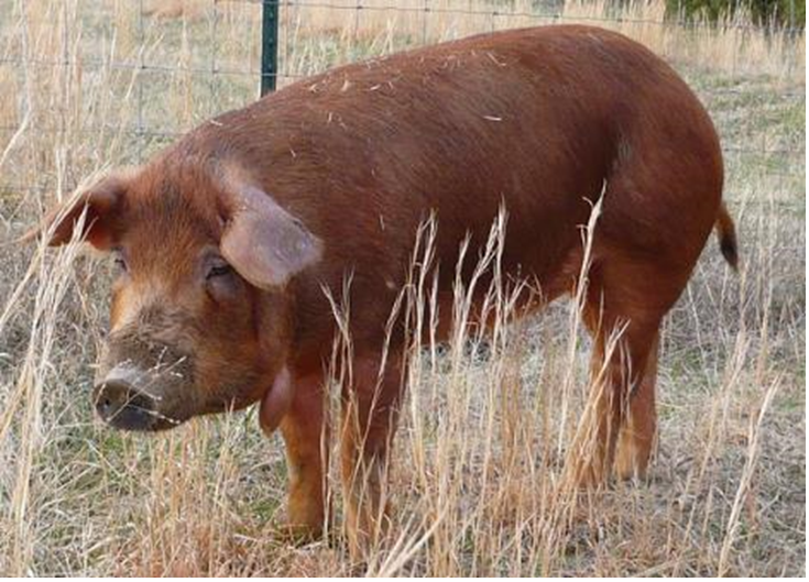 A Red Wattle pig, a breed that came to in the Americas as a result of French colonization. Image from Wikimedia Commons.
